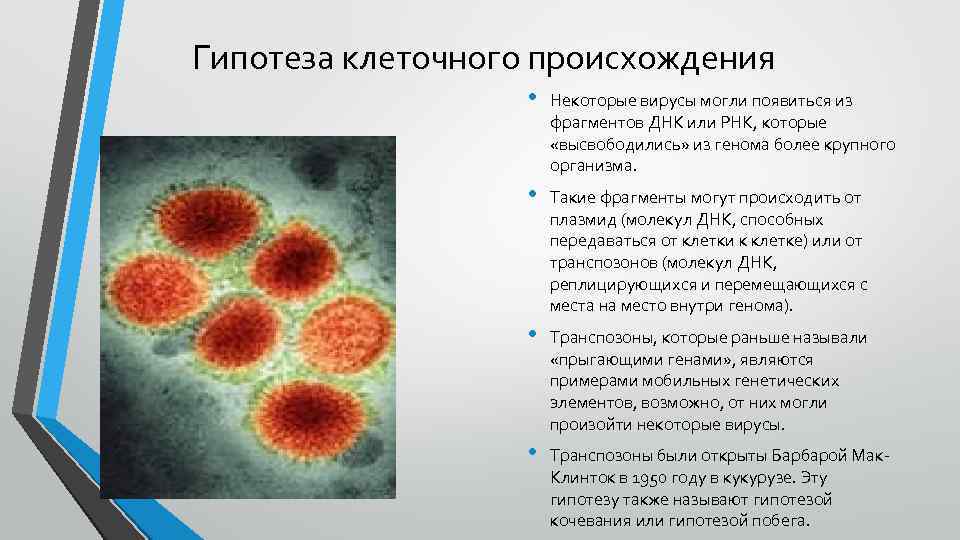 Гипотеза клеточного происхождения • Некоторые вирусы могли появиться из фрагментов ДНК или РНК, которые