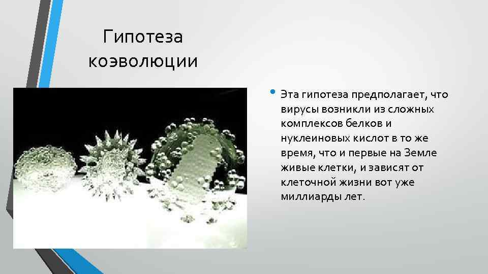 Гипотеза коэволюции • Эта гипотеза предполагает, что вирусы возникли из сложных комплексов белков и
