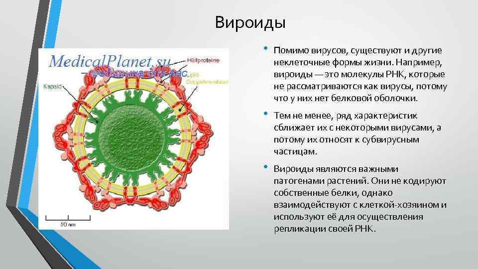 Вироиды • Помимо вирусов, существуют и другие неклеточные формы жизни. Например, вироиды — это