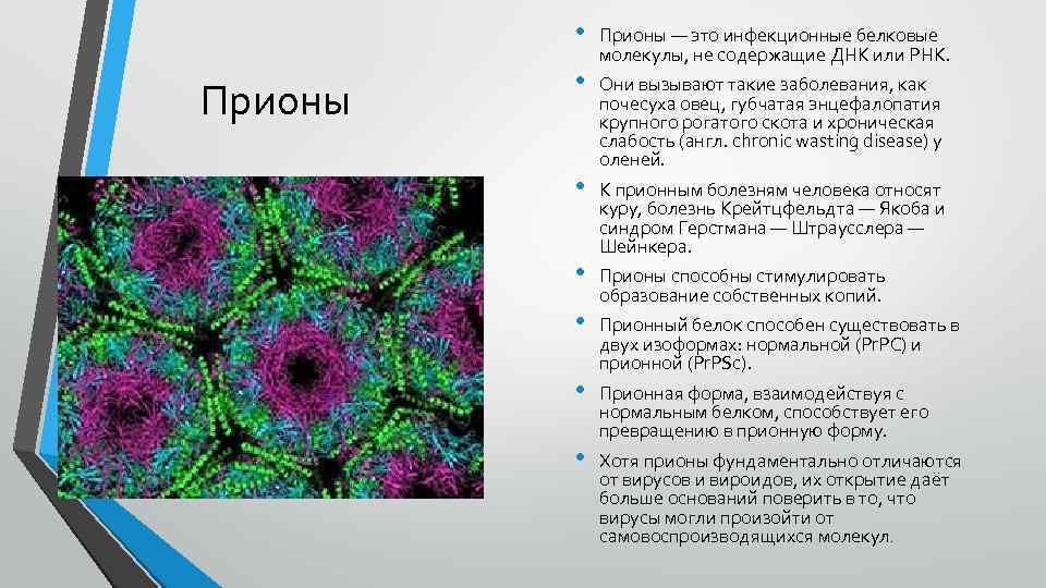  • Прионы • • • Прионы — это инфекционные белковые молекулы, не содержащие