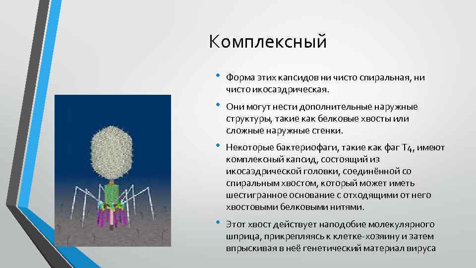 Комплексный • Форма этих капсидов ни чисто спиральная, ни чисто икосаэдрическая. • Они могут