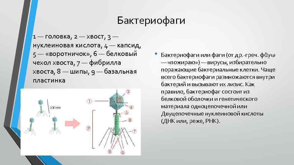 Бактериофаги 1 — головка, 2 — хвост, 3 — нуклеиновая кислота, 4 — капсид,