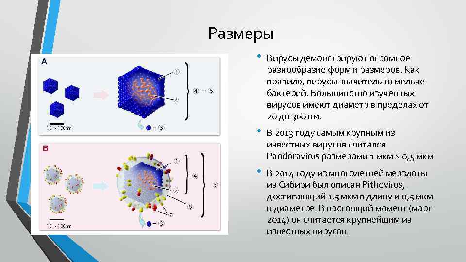 Размеры • Вирусы демонстрируют огромное разнообразие форм и размеров. Как правило, вирусы значительно мельче