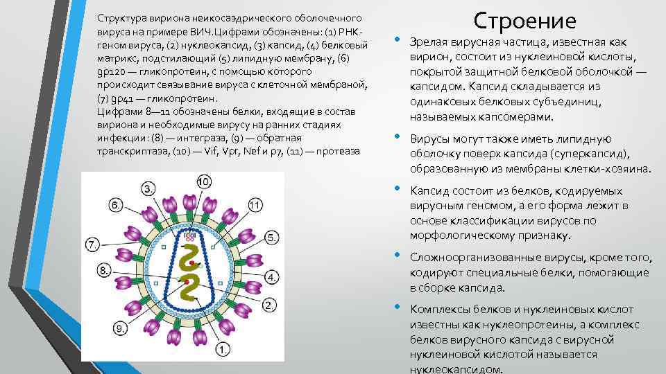 Структура вириона неикосаэдрического оболочечного вируса на примере ВИЧ. Цифрами обозначены: (1) РНКгеном вируса, (2)