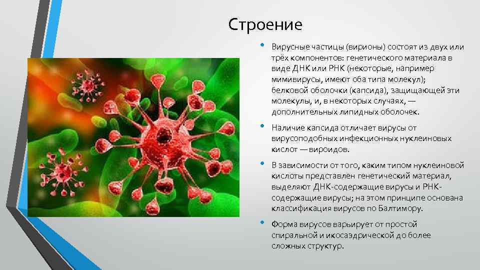 Строение • Вирусные частицы (вирионы) состоят из двух или трёх компонентов: генетического материала в