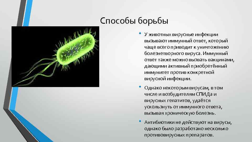 Способы борьбы • У животных вирусные инфекции вызывают иммунный ответ, который чаще всего приводит