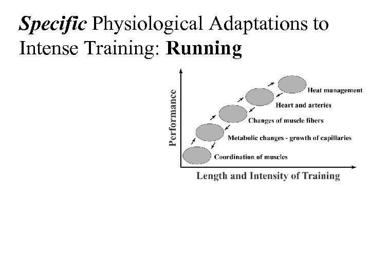 Specific Physiological Adaptations to Intense Training: Running 