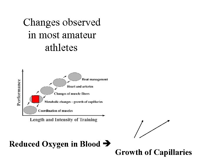 Changes observed in most amateur athletes Reduced Oxygen in Blood Growth of Capillaries 