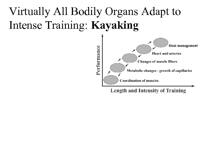 Virtually All Bodily Organs Adapt to Intense Training: Kayaking 