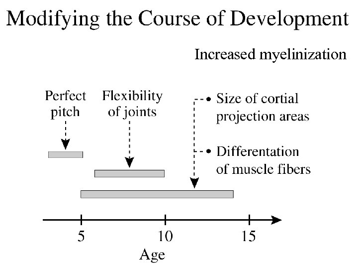 Increased myelinization 