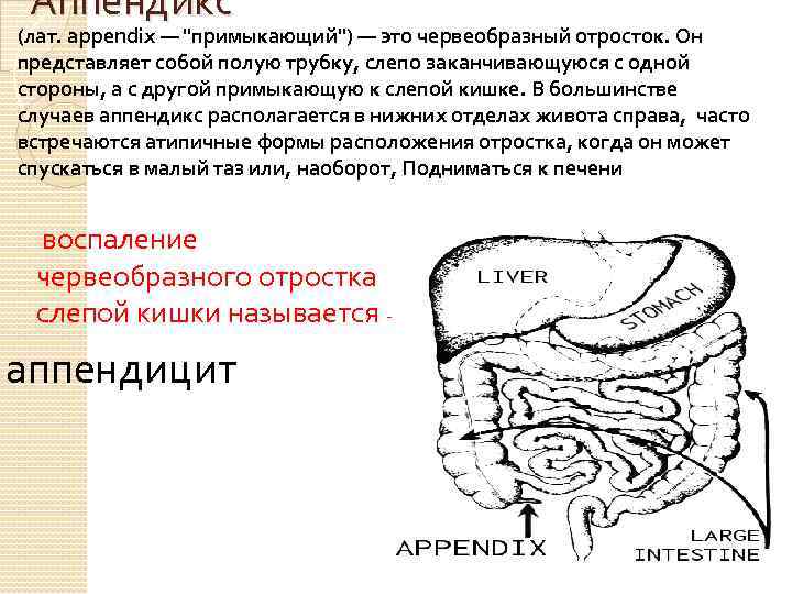 Аппендикс (лат. appendix — "примыкающий") — это червеобразный отросток. Он представляет собой полую трубку,