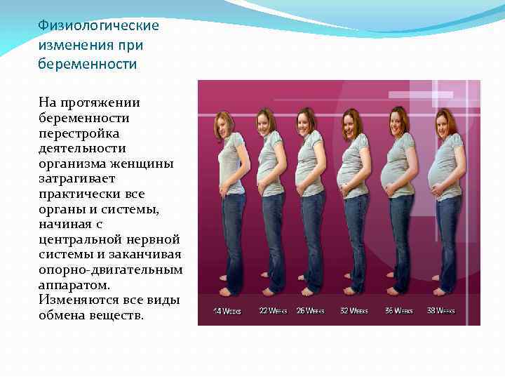 Физиологические изменения при беременности На протяжении беременности перестройка деятельности организма женщины затрагивает практически все