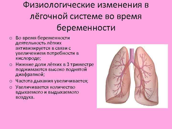 Физиологические изменения в легких. Изменение легких при беременности. Изменения органов дыхания у беременных. Изменения в дыхательной системе при беременности.