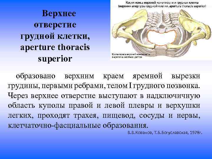 Верхнее отверстие грудной клетки, aperture thoracis superior образовано верхним краем яремной вырезки грудины, первыми