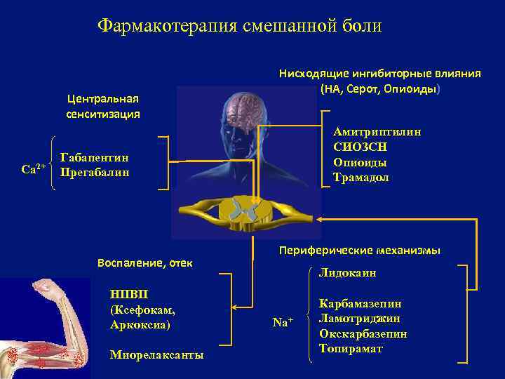 Амитриптилин при нейропатической. Фармакотерапия заболеваний нервной системы. Сенситизация это физиология. Центральная и периферическая сенситизация. Сенситизация лекарственных средств.