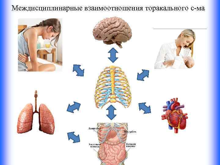 Междисциплинарные взаимоотношения торакального с-ма 