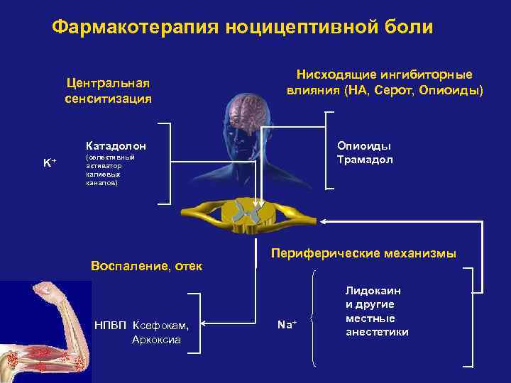 Фармакотерапия ноцицептивной боли Центральная сенситизация Нисходящие ингибиторные влияния (НА, Серот, Опиоиды) Опиоиды Трамадол Катадолон