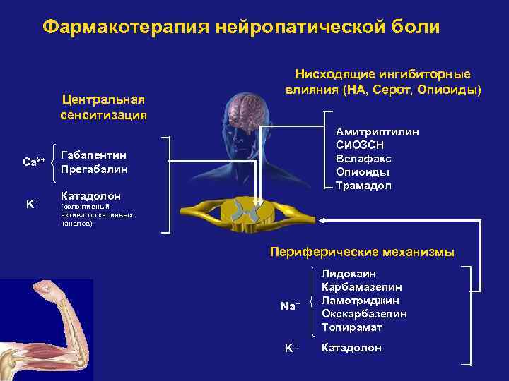 Фармакотерапия нейропатической боли Центральная сенситизация Ca 2+ K+ Нисходящие ингибиторные влияния (НА, Серот, Опиоиды)