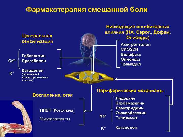 Фармакотерапия смешанной боли Центральная сенситизация Ca 2+ K+ Нисходящие ингибиторные влияния (НА, Серот. ,