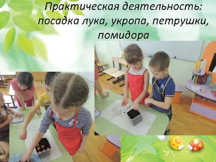 . Практическая деятельность: посадка лука, укропа, петрушки, помидора 