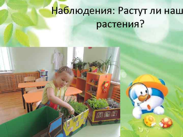 Наблюдения: Растут ли наш растения? 