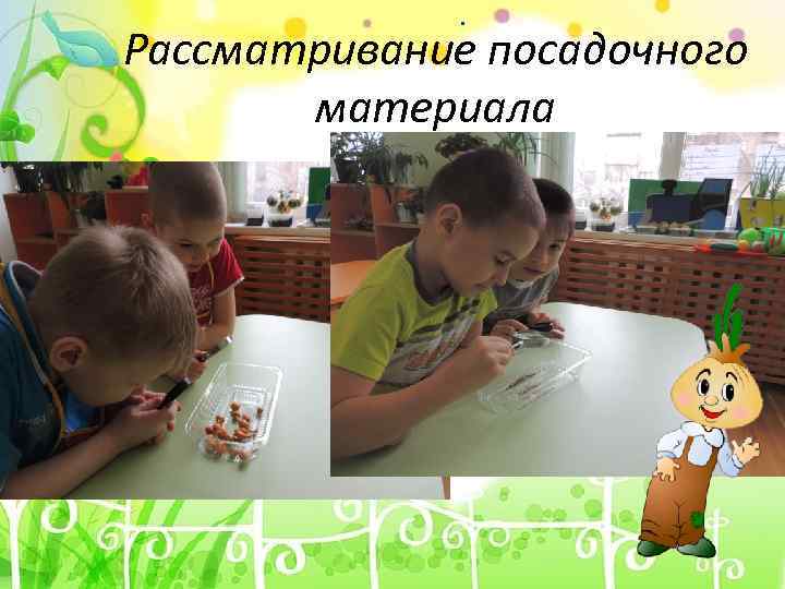 . Рассматривание посадочного материала 