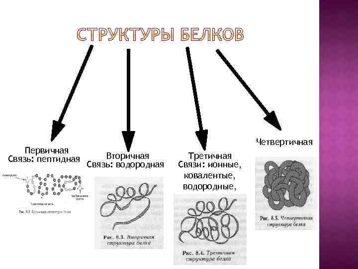 Первичная Связь: пептидная Четвертичная Вторичная Связь: водородная Третичная Связи: ионные, ковалентые, водородные, 