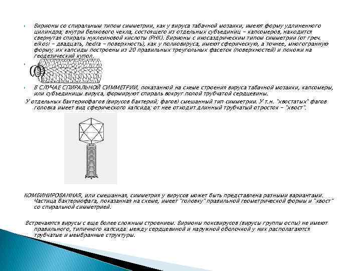  Вирионы со спиральным типом симметрии, как у вируса табачной мозаики, имеют форму удлиненного