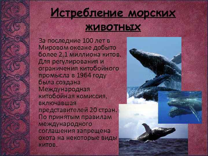 Истребление морских животных За последние 100 лет в Мировом океане добыто более 2, 1