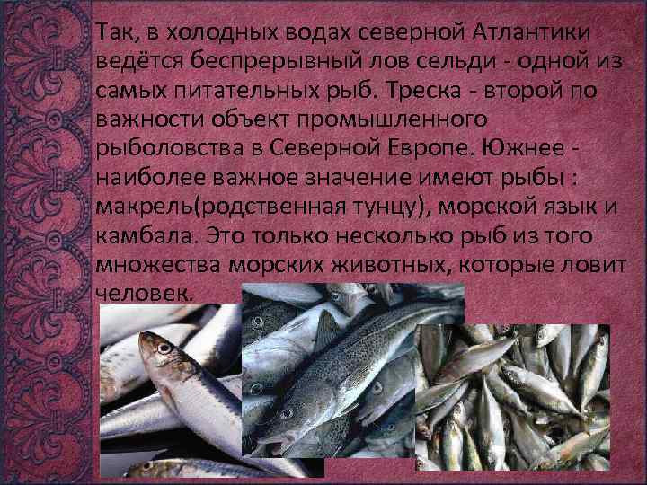 Так, в холодных водах северной Атлантики ведётся беспрерывный лов сельди - одной из самых