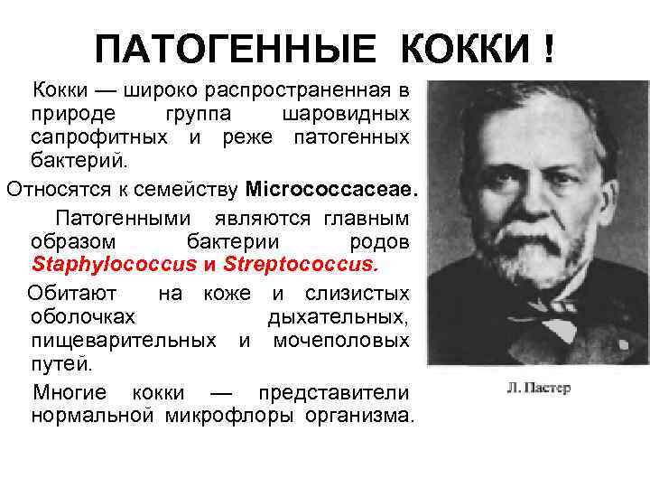 ПАТОГЕННЫЕ КОККИ ! Кокки — широко распространенная в природе группа шаровидных сапрофитных и реже