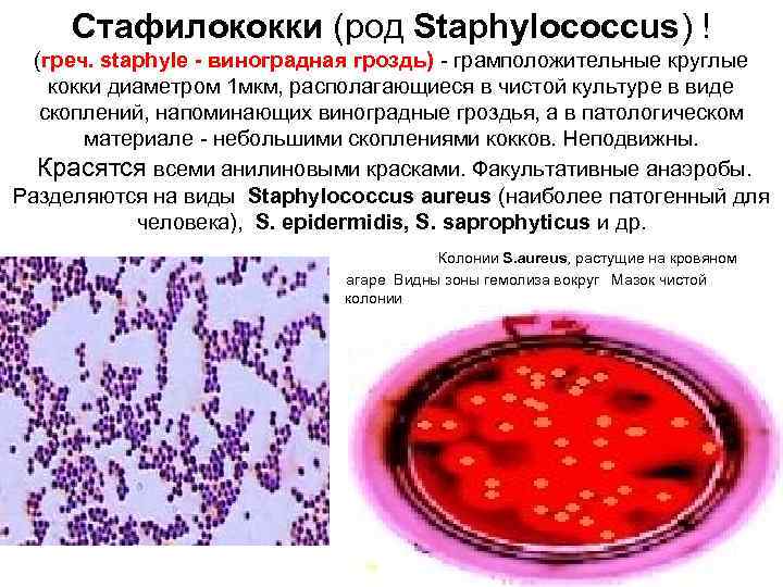 Стафилококки (род Staphylococcus) ! (греч. staphyle - виноградная гроздь) - грамположительные круглые кокки диаметром