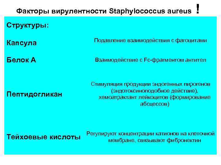 Факторы вирулентности Staphylococcus aureus ! Структуры: Капсула Подавление взаимодействия с фагоцитами Белок А Взаимодействие