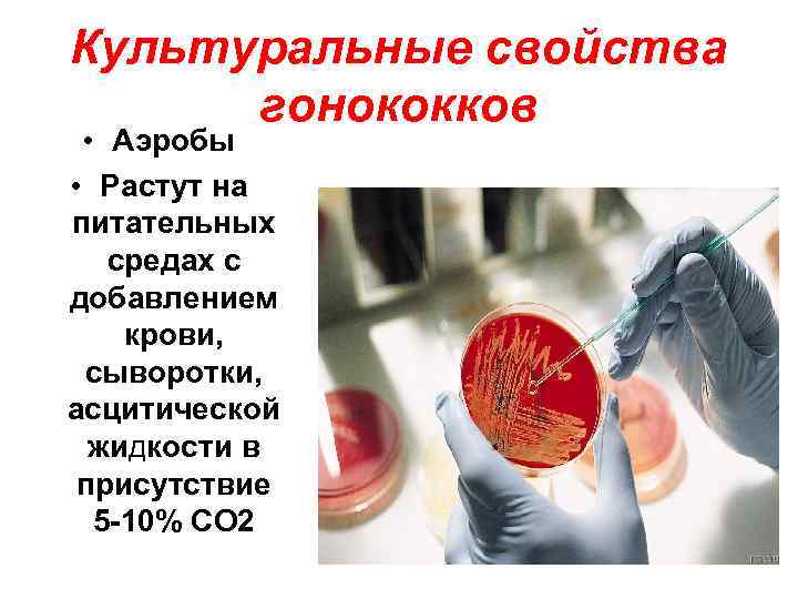 Культуральные свойства гонококков • Аэробы • Растут на питательных средах с добавлением крови, сыворотки,