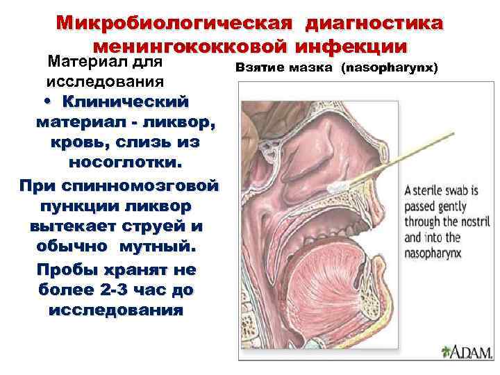 Микробиологическая диагностика менингококковой инфекции Материал для исследования • Клинический материал - ликвор, кровь, слизь