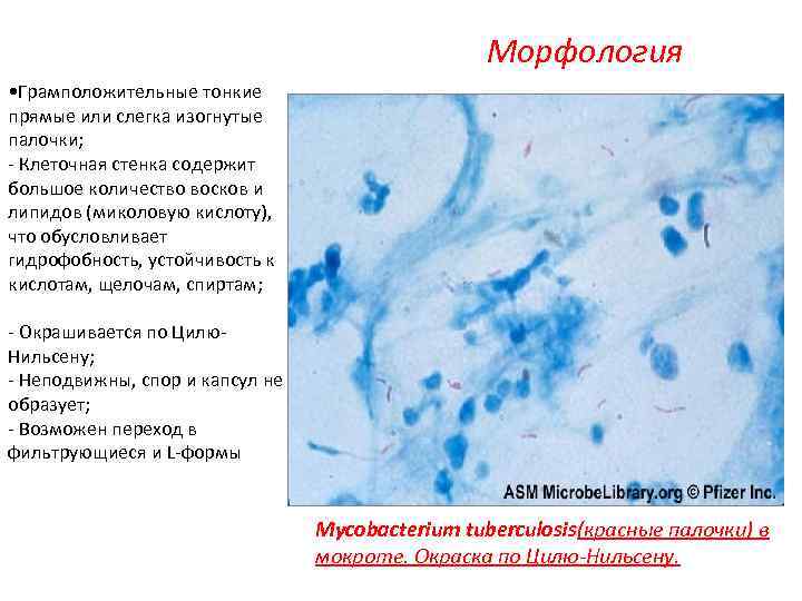 Морфология • Грамположительные тонкие прямые или слегка изогнутые палочки; - Клеточная стенка содержит большое