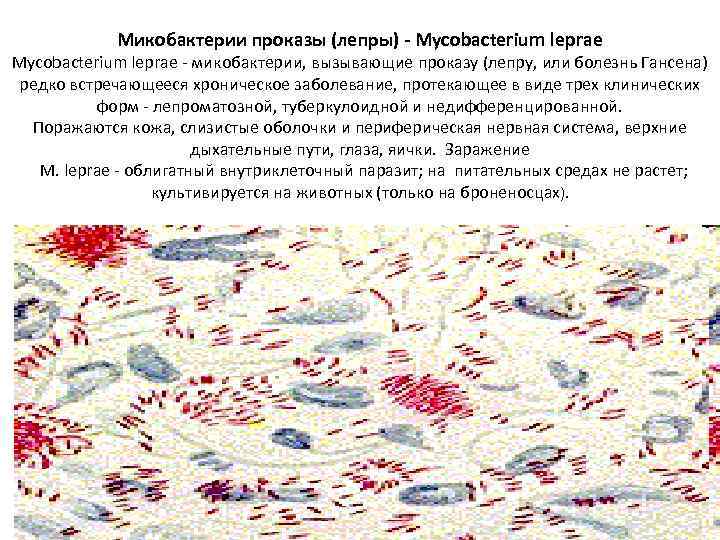 Патогенные микобактерии