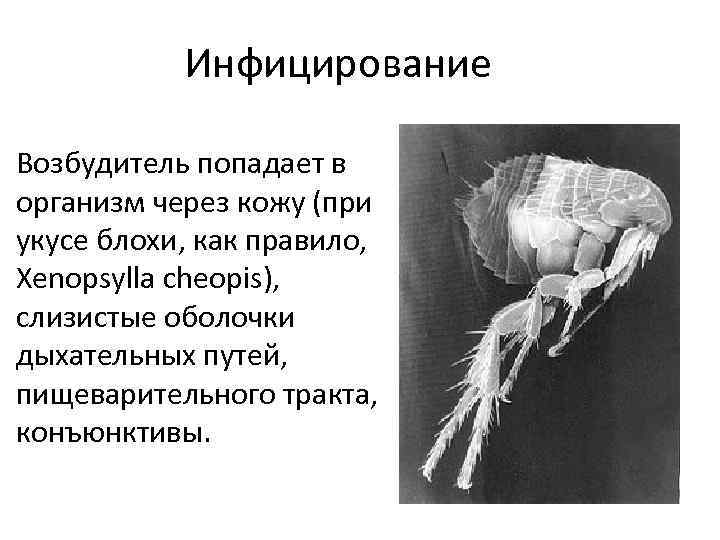 Инфицирование Возбудитель попадает в организм через кожу (при укусе блохи, как правило, Xenopsylla cheopis),