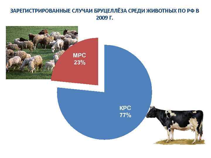 ЗАРЕГИСТРИРОВАННЫЕ СЛУЧАИ БРУЦЕЛЛЁЗА СРЕДИ ЖИВОТНЫХ ПО РФ В 2009 Г. МРС 23% КРС 77%