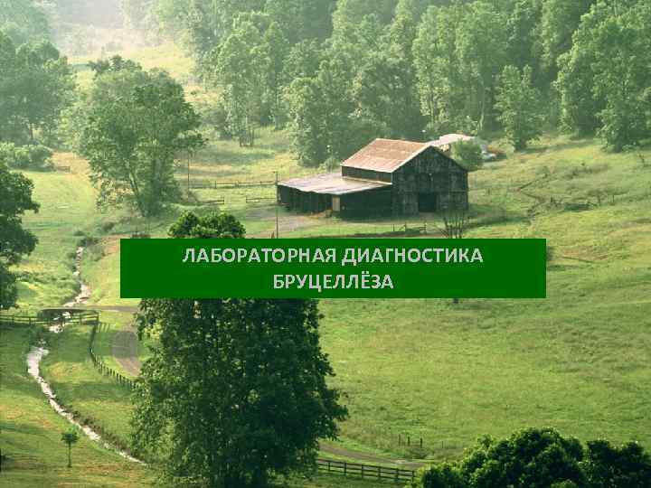 ЛАБОРАТОРНАЯ ДИАГНОСТИКА БРУЦЕЛЛЁЗА 