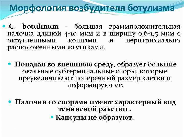 Морфология возбудителя ботулизма C. botulinum - большая граммположительная палочка длиной 4 -10 мкм и