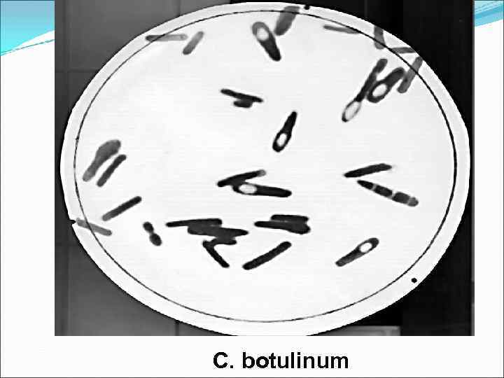 C. botulinum 