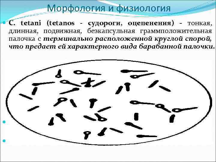 Морфология и физиология C. tetani (tetanos - судороги, оцепенения) - тонкая, длинная, подвижная, безкапсульная