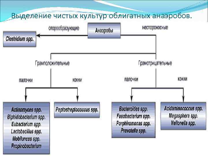 Выделение чистых культур облигатных анаэробов. 