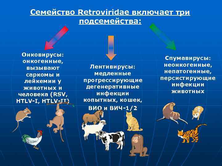 Семейство Retroviridae включает три подсемейства: Онковирусы: онкогенные, вызывают саркомы и лейкемии у животных и