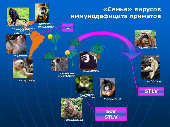  «Семья» вирусов иммунодефицита приматов паукообразн ые обезьяны беличьи обезьяны орангутаны игрунки колобусы зеленые