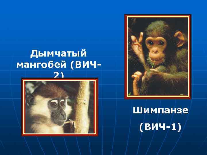 Дымчатый мангобей (ВИЧ 2) Шимпанзе (ВИЧ-1) 
