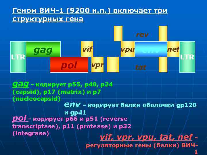 Геном ВИЧ-1 (9200 н. п. ) включает три структурных гена rev LTR gag vif