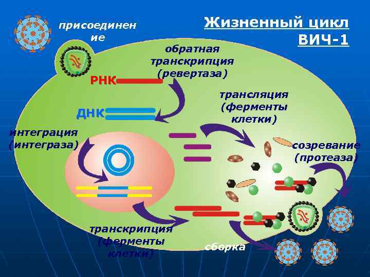 присоединен ие РНК Жизненный цикл ВИЧ-1 обратная транскрипция (ревертаза) ДНК трансляция (ферменты клетки) интеграция