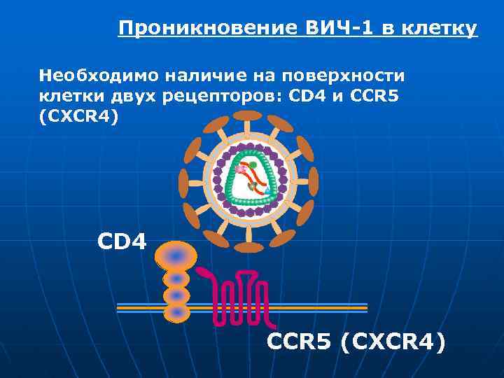 Проникновение ВИЧ-1 в клетку Необходимо наличие на поверхности клетки двух рецепторов: CD 4 и